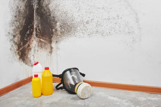 Best Professional Mold Removal  in Barrington Hls, IL