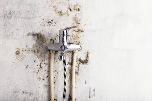 Best Emergency Mold Removal  in Barrington Hls, IL