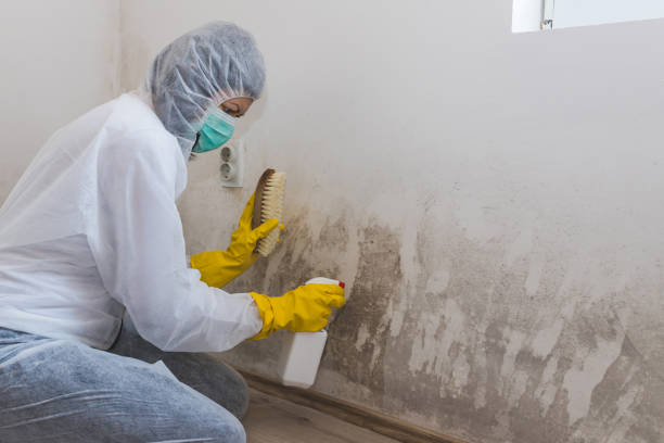 Best Fast Mold Removal  in Barrington Hls, IL