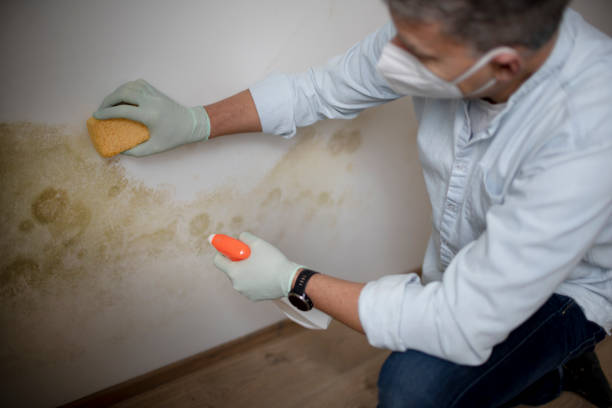 Best Crawl Space Mold Removal  in Barrington Hls, IL