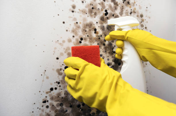 Certified Mold Removal in Barrington Hills, IL
