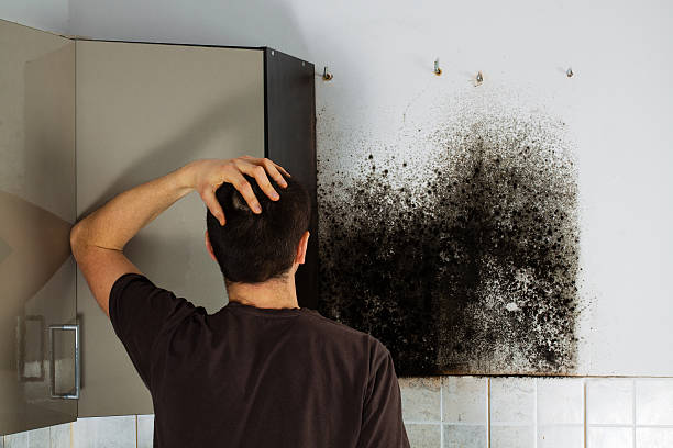 Professional Mold Removal in Barrington Hills, IL